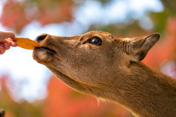 Feeding a young fawn deer at Nara Park in Japan, close up during November fall season