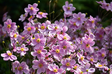 Obraz premium 満開のピンクのシュウメイギク