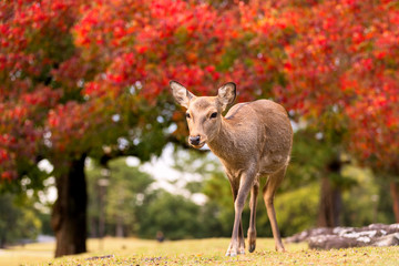 Wildlife fawn deer in nature during fall season with colorful trees in background, Nara Park Japan