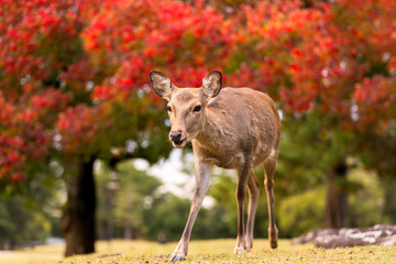 Beautiful young baby fawn deer walking in park during fall autumn foliage, colorful red leaves