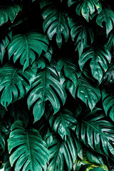 Naklejka na ściany i meble Beautiful green leaves background. Garden and Green wall, leafs texture, texture of green plant, tropical leaves background.
