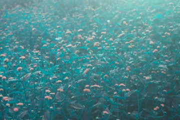 Fototapeta na wymiar Abstract background of blurred blue flowers
