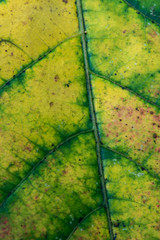 Close Up of Leaf Changing Color