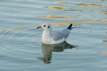 Seagull on blue lake with golden reflections, Jardin du Luxembourg, Paris