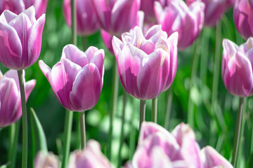 Purple and white tulips