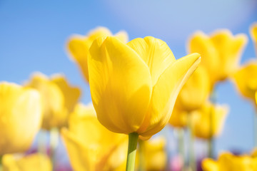 Yellow tulip with blurry background