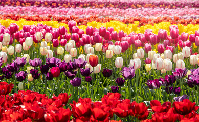 Colorful tulip field
