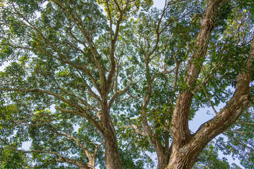 View of the treetops in jungle forest on a sunny day, island of Zanzibar, Tanzania, Africa