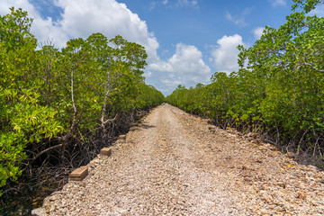 Fototapeta na wymiar Dirt road among mangroves on a clear sunny day on the island of Zanzibar, Tanzania, Africa