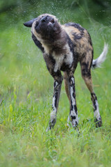 Shaking wet African Wild Dog