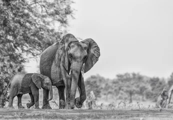 Türaufkleber elephant isolated on white background © Keith