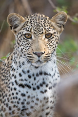 Fototapeta na wymiar Young Leopard
