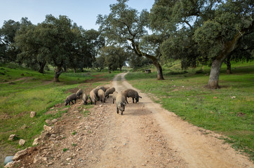 Iberian pigs grazing on the gravel road in the Extremadura Andalusia landscape in Spain, oak tree