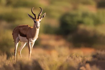 Fotobehang springbok © Keith