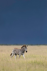 Poulain Stormy Zebra