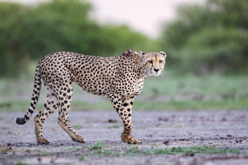 Cheetah walking