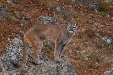 MOUNTAIN LION IN MONTANA