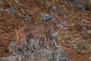 Obraz premium MOUNTAIN LION IN MONTANA