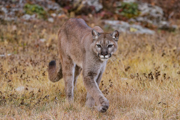 MOUNTAIN LION IN MONTANA