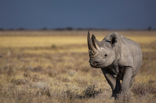 Black Rhino