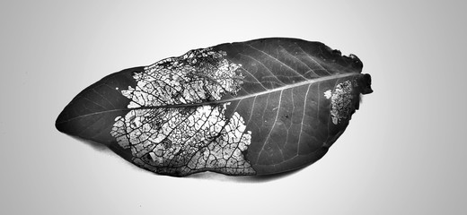 Porous leaves are eaten by caterpillarsPorous green leaves eaten by caterpillars