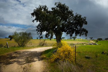 Rurar gravel road with big green tree and golden flowers leads to typical spanish / andalusian countryside horizon, agricultural landscape, Andalusian, Spain, Europe