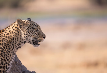 leopard in tree