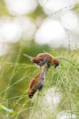 beautiful bird in nature