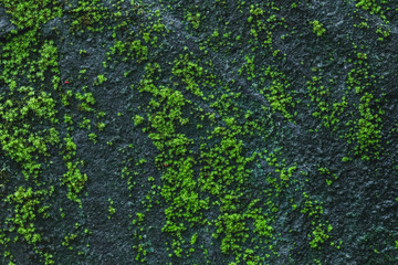 Black stone wall background with green moss and lichen. Nature texture. Empty place and copy space.