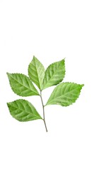 Naklejka na ściany i meble ornamental plant leaves of tehan tea leaves