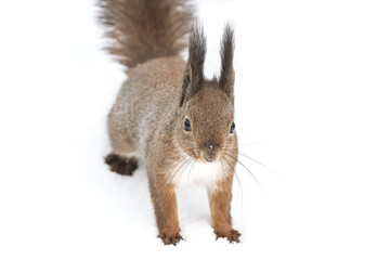 red fluffy squirrel sitting on white snow and looking in camera