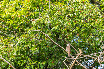 beautiful bird in nature