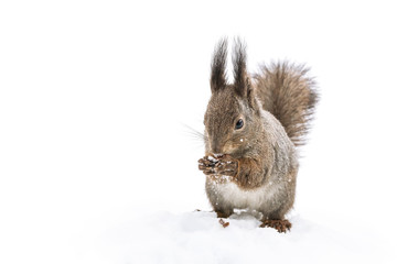 little red squirrel sitting in white snow in park and eating nut, closeup view