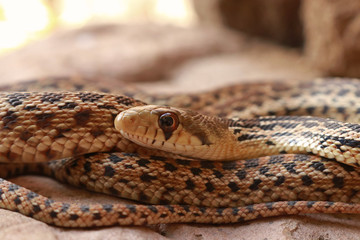 Gophersnake, San Diego Subspecies (Pituophis catenifer annectens)