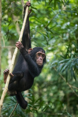 Young Chimp