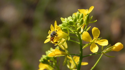 bee perched on yellow-petaled mustard flower
