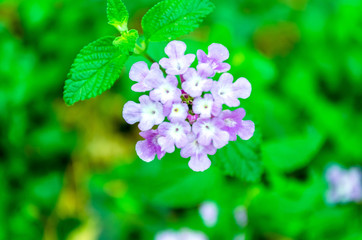 closeup of flower