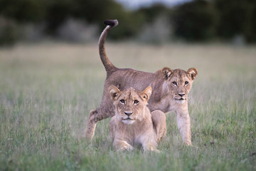 Fototapeta premium Lion Cubs