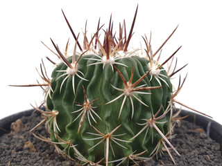Echinofossulocactus isolated on whire background with copy space.A plant that has thorns and is highly resistant to drought. The surface of the cactus is full of sharp spikes and is beautiful