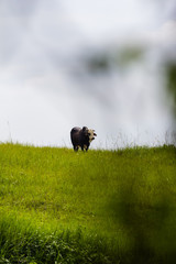 big asian cow in nature