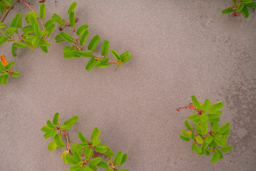 Encuadre de playa con planta verde