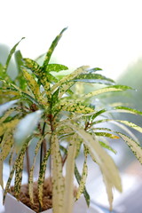 多肉植物