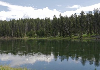 Fototapeta na wymiar Yellowstone River bordered by tall green pine trees at Yellowstone National Park, Wyoming.