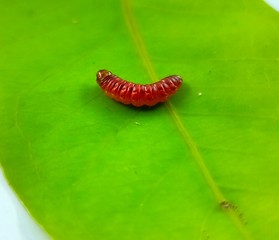 caterpillars and guava leaves.
