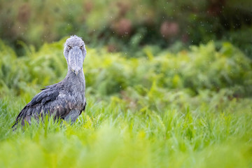 Shoebill