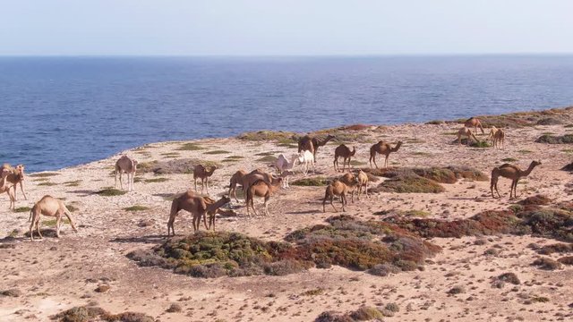 Aerial: Camels or Dromedaries walking along the great australian bight cliff face with ocean backdrop, Nullarbor. Outback Australia. 