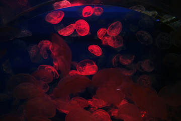 かわいいクラゲ　海の宝石　神秘な世界