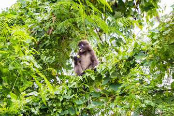 beautiful monkey in nature