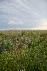 hay field in summer