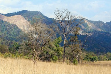 Beautiful Mountain and Trees